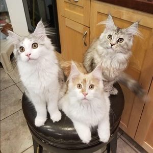 Meet your Posher, Jud